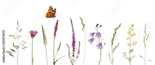 Wiesenblumen mit Gräsern und Schmetterling mit weissem Hintergrund