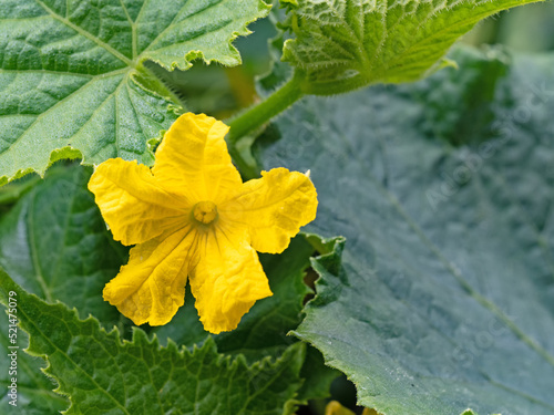 Vászonkép Nahaufnahme einer gelben Blüte einer Gurkenpflanze, Cucumis