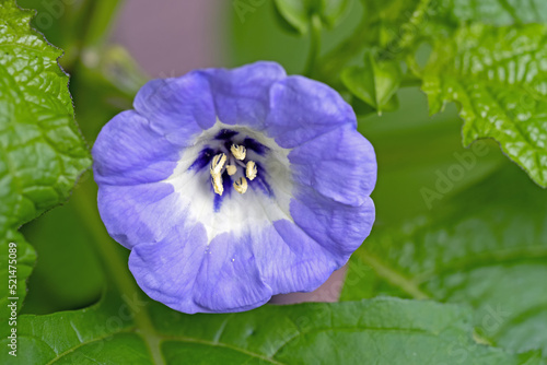 Nahaufnahme der blauen Blüte einer Giftbeere, Nicandra physalodes photo