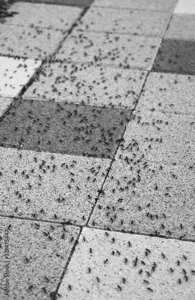 Obraz premium 개미떼