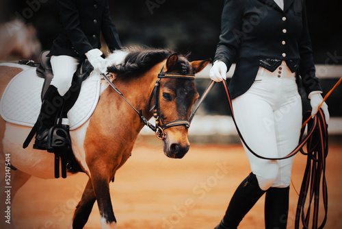 A child is sitting astride a saddle on a piebald pony, which is led by a horse breeder at equestrian competitions for a rein. Equestrian sports. Children's sports. Horse riding.