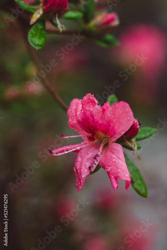 Wallpaper Mural amazing rhododendron flowering in park Torontodigital.ca