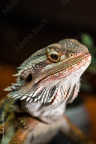 bearded dragon