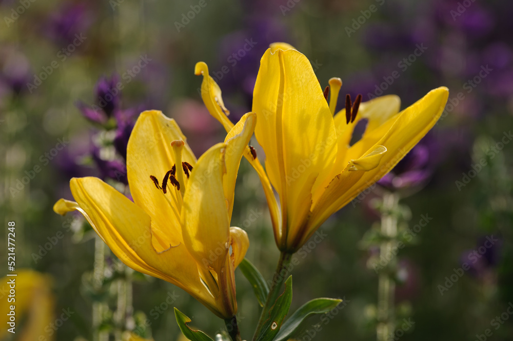 background of many yellow lilies background of many yellow lilies