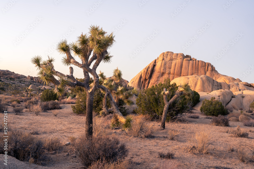 Sunset in Joshua Tree National Park where the sun sets behind a tree between the rocks.