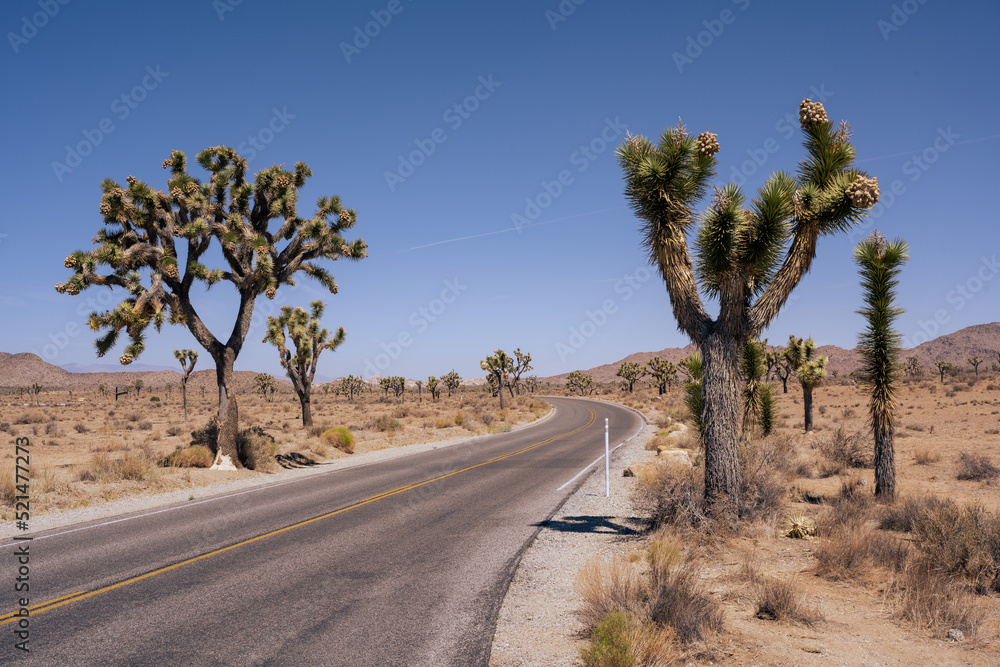 Street in Joshua Tree National Park in sunny daytime with trees on the shoulder. Street in Joshua Tree National Park in sunny daytime with trees on the shoulder.