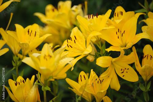 background of many yellow lilies