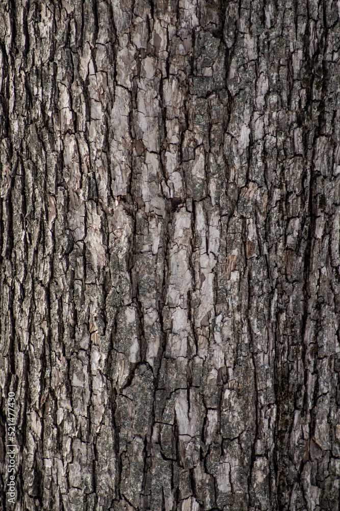 Tree trunk, tree bark close-up background. Tree trunk, tree bark close-up background.