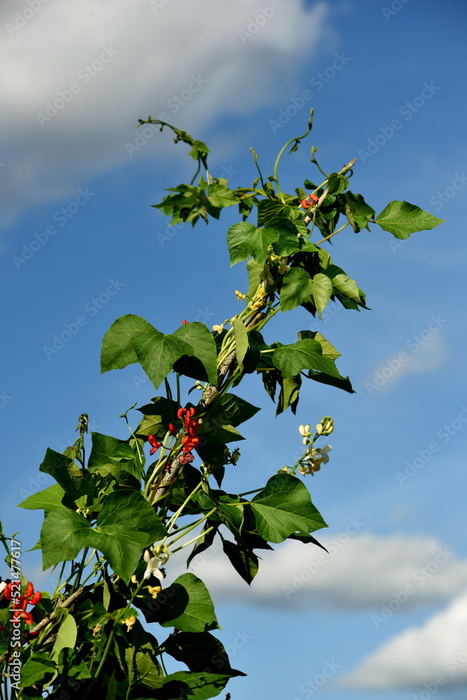 White and red bean flowers against a blue sky background White and red bean flowers against a blue sky background