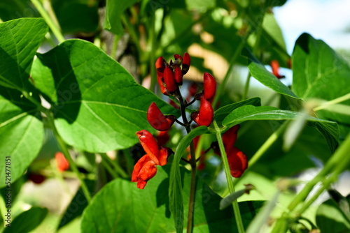 Garden beans bloom during summer