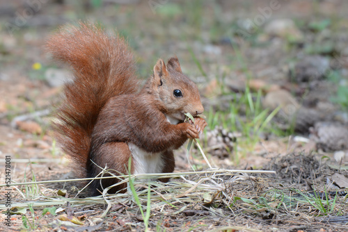 Red squirrel  Sciururs vulgaris 