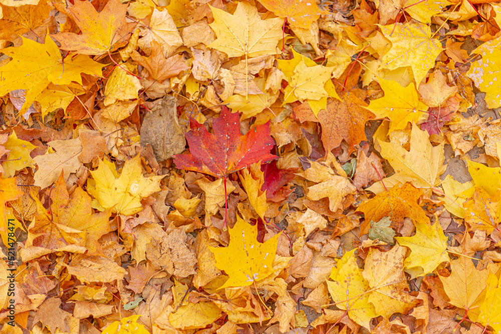 Looking down the autumn soil with yellow colored maple tree leafs. Background with copy space. Looking down the autumn soil with yellow colored maple tree leafs. Background with copy space.
