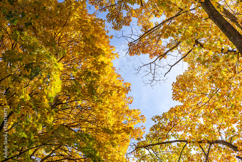 Looking up into the autumn sky with yellow colored maple tree leafs. Background with copy space.