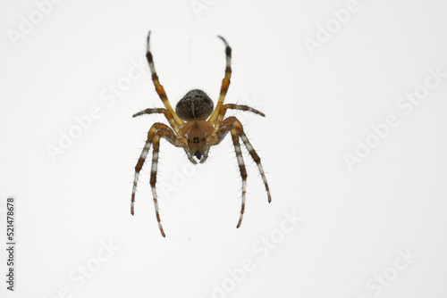 A spider with cross on the back sitting in its web