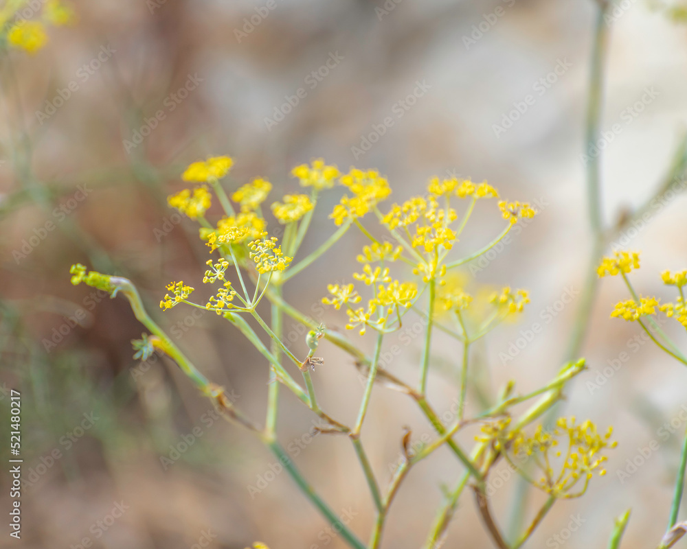 Close up of Fennel (Foeniculum vulgare) with its yellow flowers, Lake Hollywood, Los Angeles, CA. Close up of Fennel (Foeniculum vulgare) with its yellow flowers, Lake Hollywood, Los Angeles, CA.