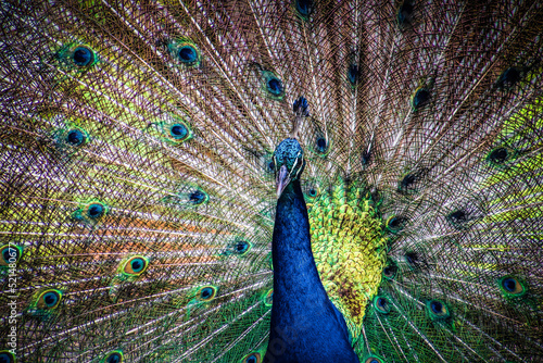 Peacock shows off his beautiful feather dress at the Appleton's Rum factory in Jamaica, 2014.