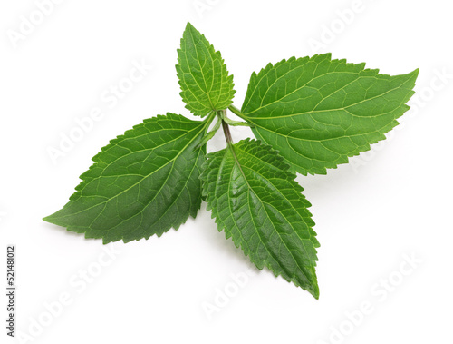 Obraz na plátně Patchouli (Pogostemon cablin ), perfumery ingredient isolated on white backgroun
