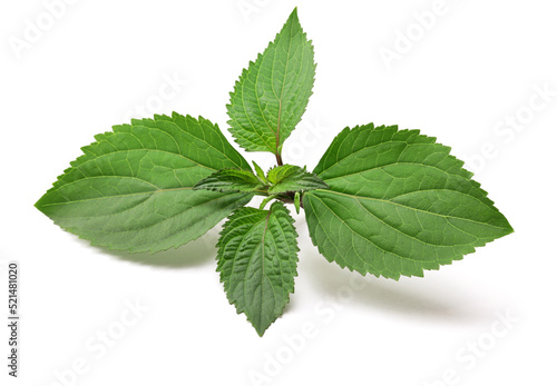 Patchouli (Pogostemon cablin ), perfumery ingredient isolated on white background