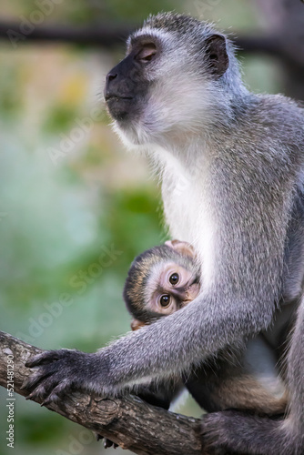 A female Vervet monkey, Chlorocebus pygerythrus, holds its baby