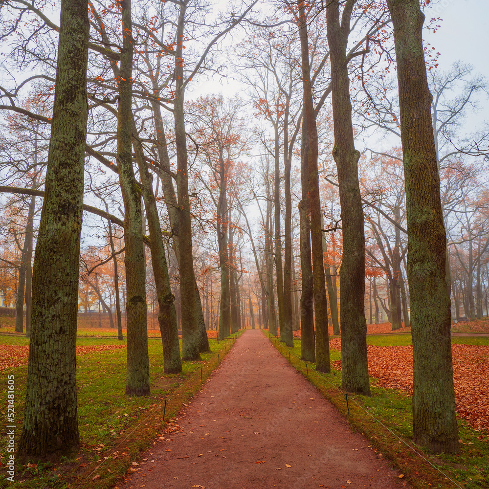 Naklejka premium Late autumn, the perspective of leafless trees in the morning in a foggy park.