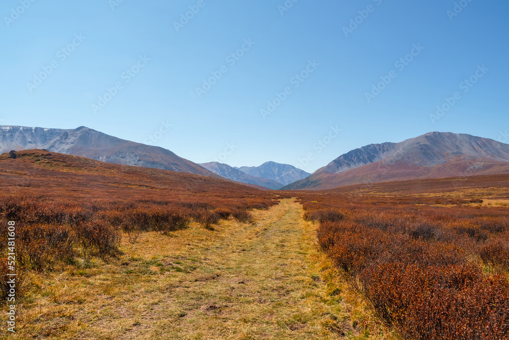 Hiking road through the autumn mountain plateau. Rough dirt road leading through orange autumn fields into mountains. Mountain plateau with a dwarf birch of the red color of the sunlit mountainside.