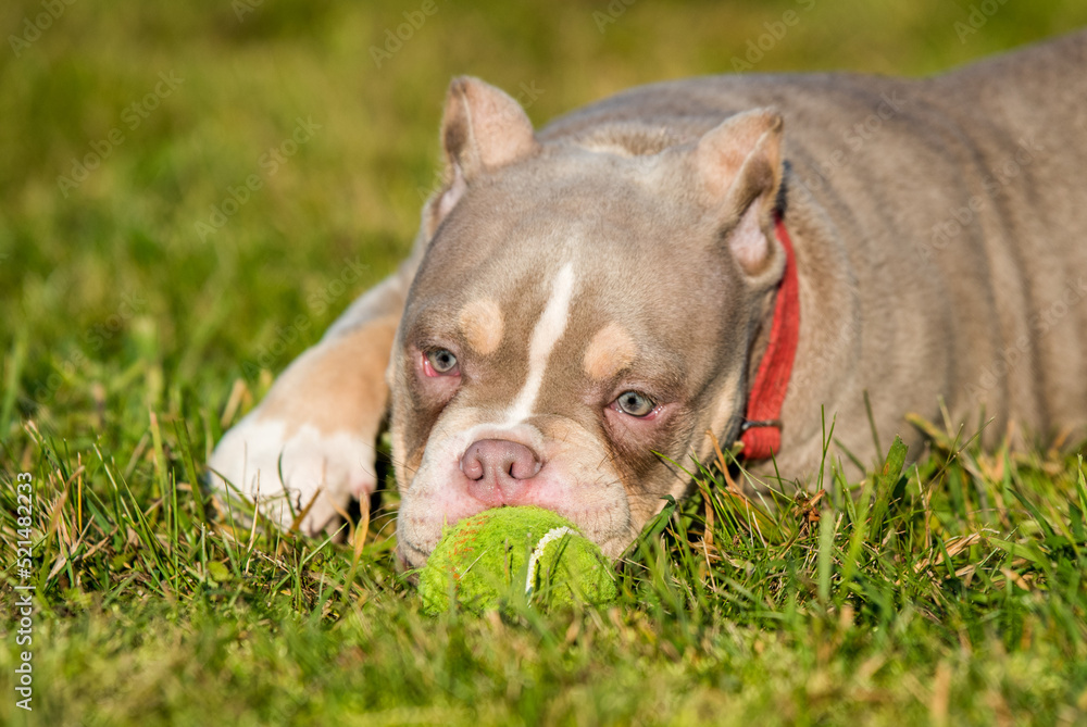 A pocket male American Bully puppy dog is playing with tennis ball on grass