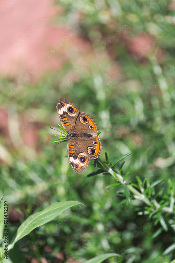 Obraz premium Orange tan and cream toned junonia coenia common buckeye butterfly suns its open wings atop the green grass in the desert botanical garden