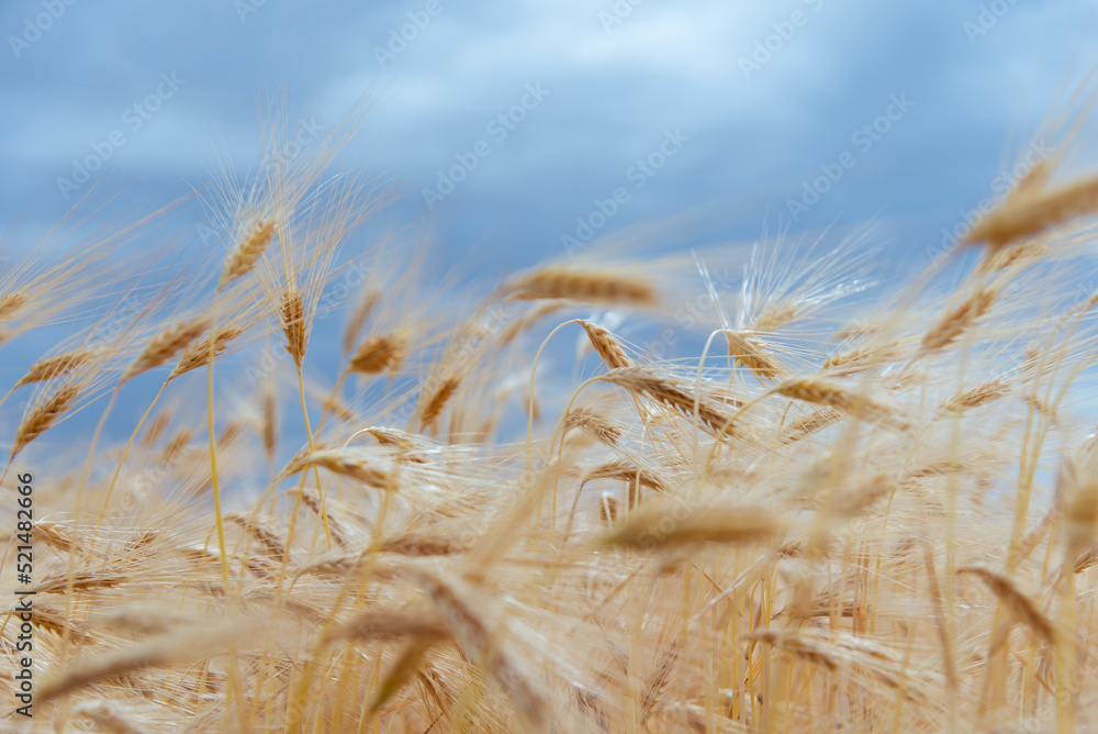 Fototapeta premium A field of rye against a blue sky. Background. Nature. Summer harvest.