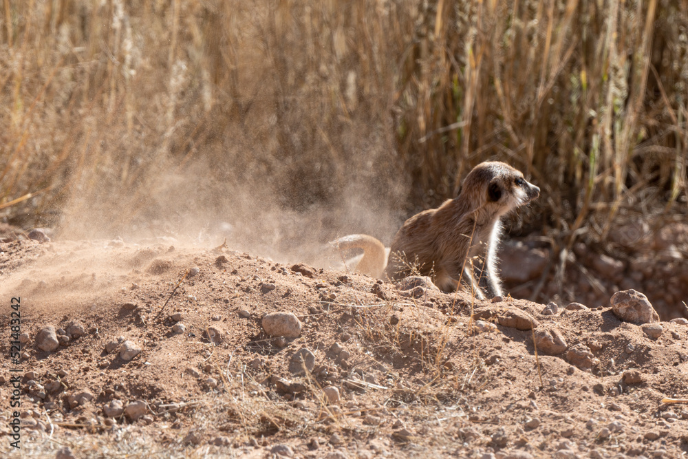 Suricate, Suricata suricatta, Parc national Kalahari, Afrique du Sud Suricate, Suricata suricatta, Parc national Kalahari, Afrique du Sud