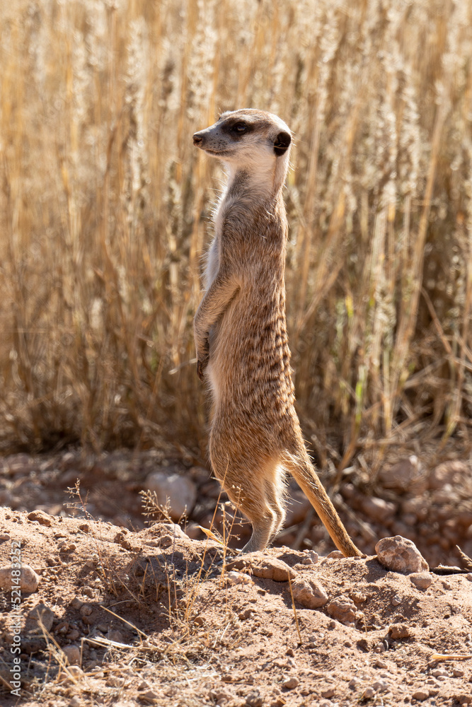 Fototapeta premium Suricate, Suricata suricatta, Parc national Kalahari, Afrique du Sud