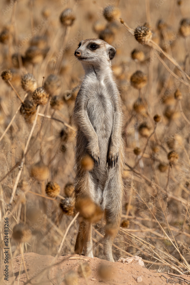 Suricate, Suricata suricatta, Parc national Kalahari, Afrique du Sud Suricate, Suricata suricatta, Parc national Kalahari, Afrique du Sud