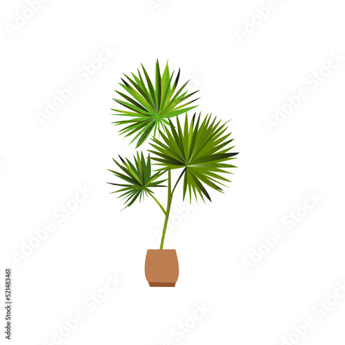 Dracaena braunii plants in flowerpot. Bamboo House plate in the pot isolated on white background. 3D Rendering, Illustration.