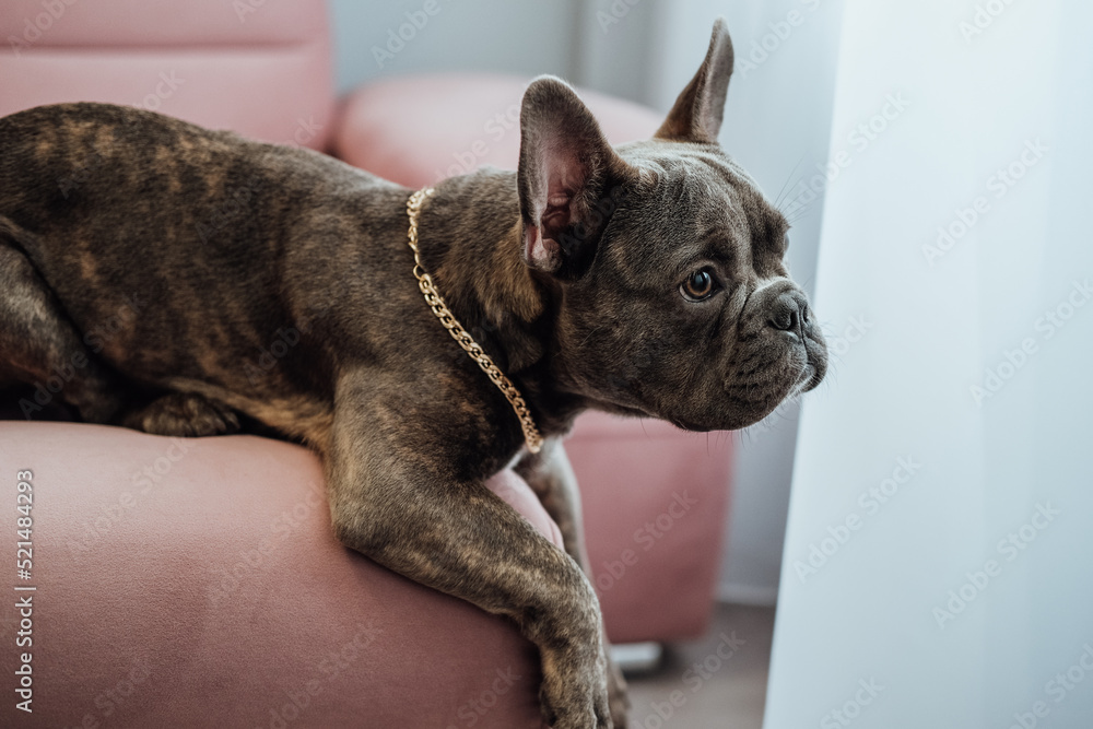 Close Up Portrait of Small French Bulldog with Golden Chain Laying on the Pink Sofa and Pitifully Looking Away