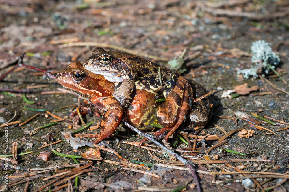 A frog sitting on a frog's back. A frog sitting on a frog's back.