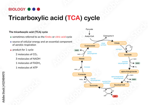 Biological infographic show tricarboxylic acid cycle or also called Krebs and citric acid cycle for energy production as ATP in aerobic respiration