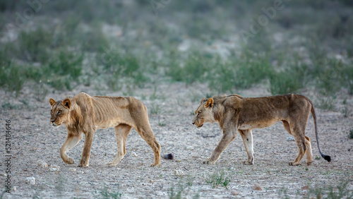 Two young African lion emaciated  walking in Kgalagadi transfrontier park, South Africa; Specie panthera leo family of felidae