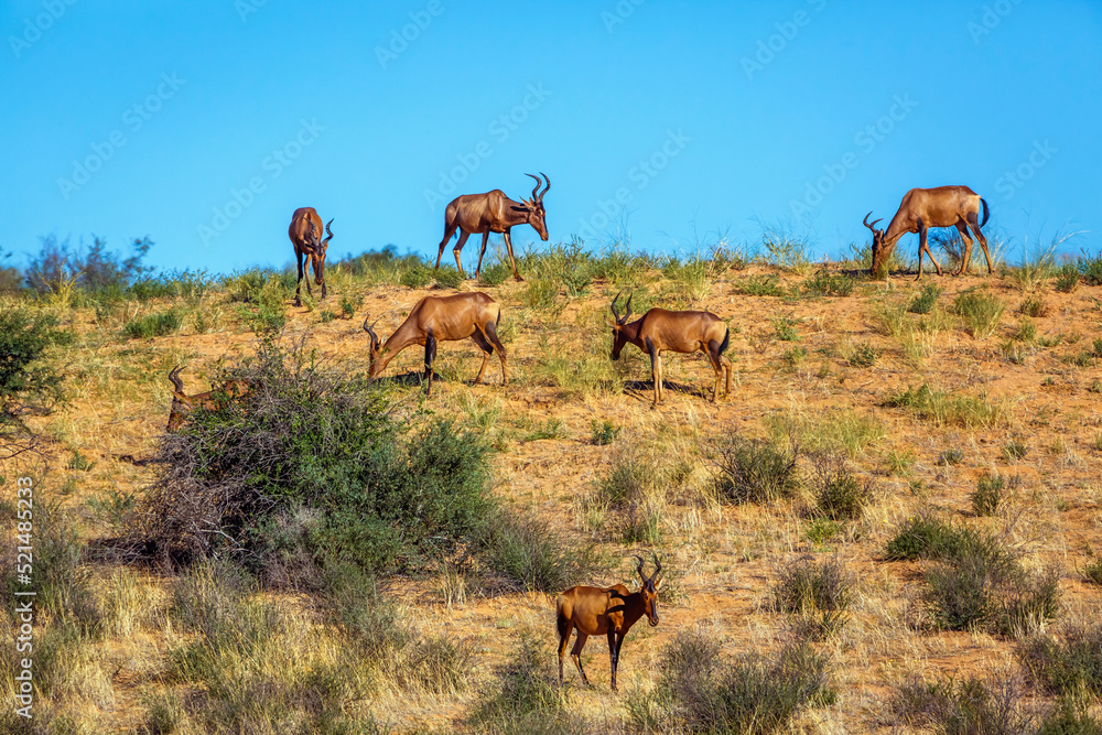 Small group of Hartebeest grazing in sand dune in Kgalagadi transfrontier park, South Africa; specie Alcelaphus buselaphus family of Bovidae Small group of Hartebeest grazing in sand dune in Kgalagadi transfrontier park, South Africa; specie Alcelaphus buselaphus family of Bovidae