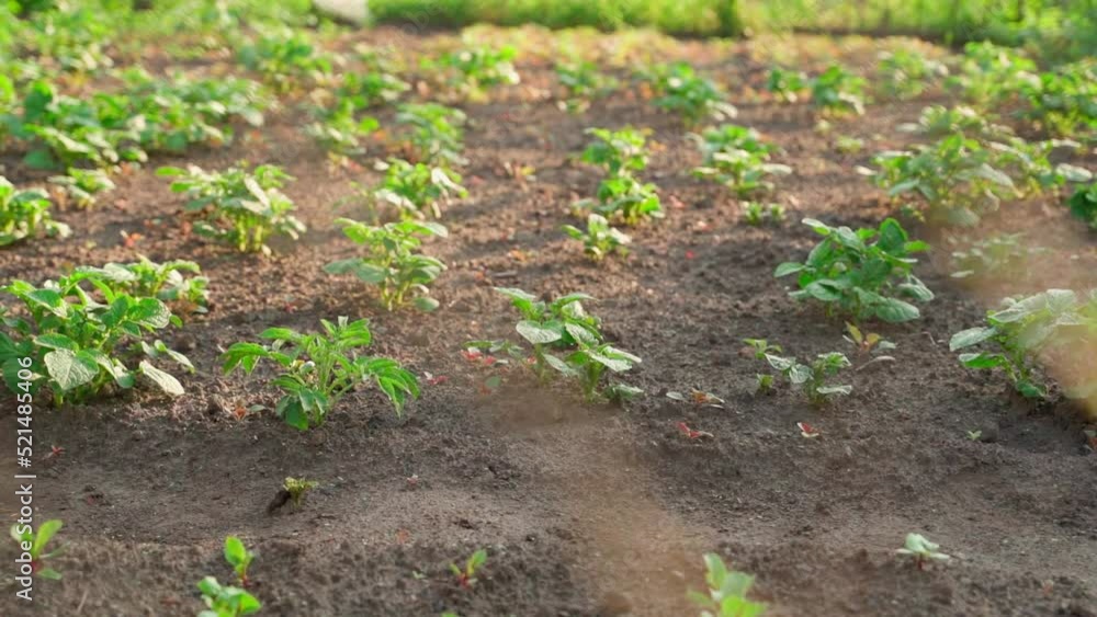 Beautiful well-groomed garden bed with growing young potatoes behind a mesh fence. Well-groomed plantation in the early morning in the rays of the rising sun