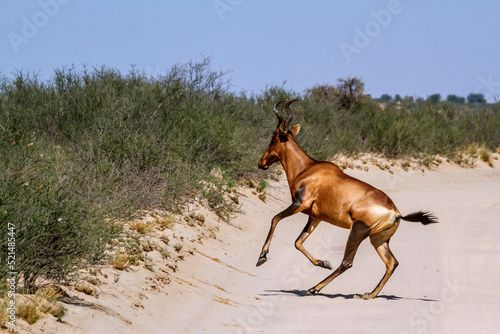 Hartebeest crossing safari road running in Kgalagadi transfrontier park  South Africa  specie Alcelaphus buselaphus family of Bovidae