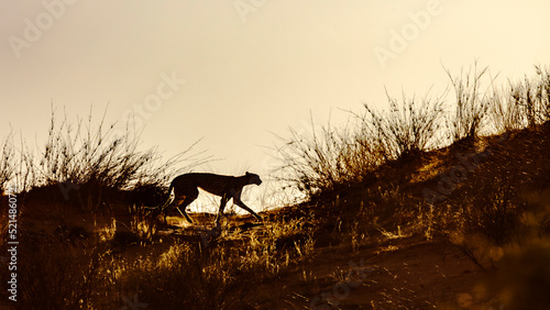Cheetah walking in sand dune at dawn in Kgalagadi transfrontier park, South Africa ; Specie Acinonyx jubatus family of Felidae