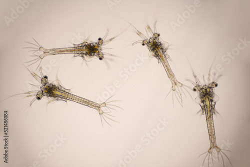 Shrimp, Zoea stage of Vannamei shrimp in light microscope, Shrimp larvae under a microscope, White shrimp, Nauplius, zoea, Larvae. Background.