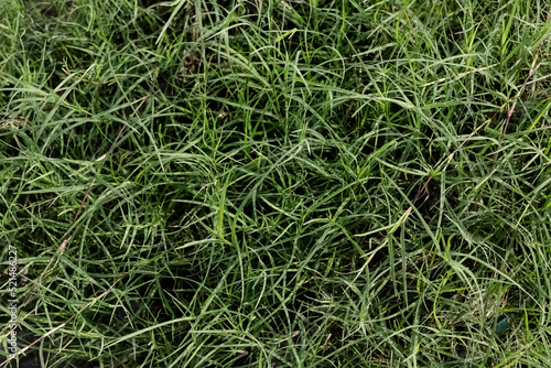 Green grassland. textured background. pattern. wallpaper