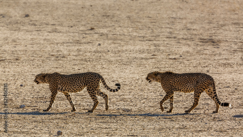 Cheetah couple walking on desert land in Kgalagadi transfrontier park, South Africa ; Specie Acinonyx jubatus family of Felidae