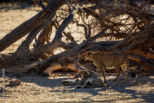 Couple of Cheetahs resting under dead tree shadow in Kgalagadi transfrontier park, South Africa ; Specie Acinonyx jubatus family of Felidae