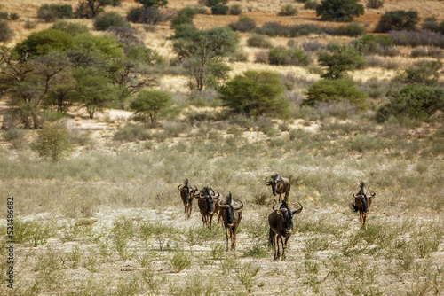 Blue wildebeest walking front view in savannah in Kgalagadi transfrontier park  South Africa   Specie Connochaetes taurinus family of Bovidae