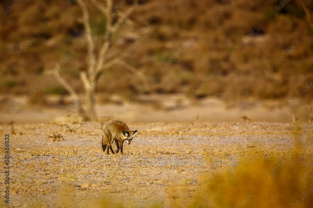 Bat-eared fox walking front view in dry land in Kgalagadi transfrontier park, South Africa; specie Otocyon megalotis family of Canidae Bat-eared fox walking front view in dry land in Kgalagadi transfrontier park, South Africa; specie Otocyon megalotis family of Canidae