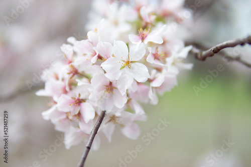 Fototapeta Naklejka Na Ścianę i Meble -  Closeup of White Cherry Blossom Flowers on a Tree Branch in Central Park of New York City during the Spring