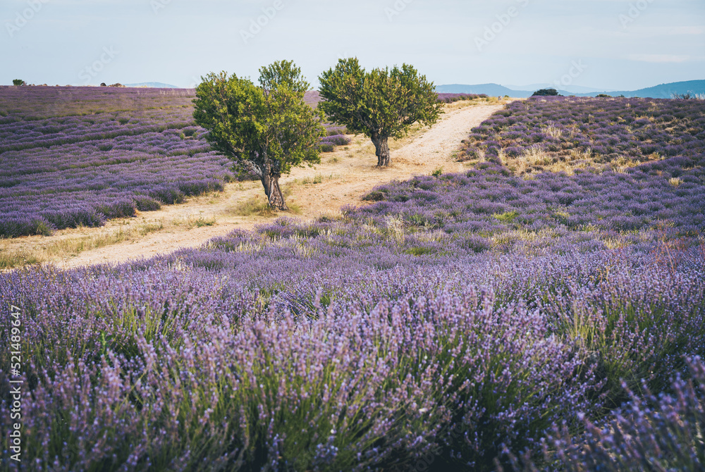 Fototapeta premium Campi di lavanda in fiore, Provenza