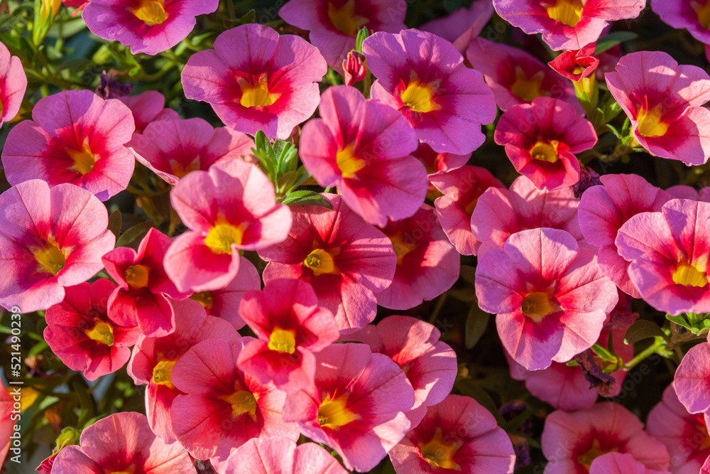 Floral background with bright pink calibrachoa with yellow throat. Summer floral background Floral background with bright pink calibrachoa with yellow throat. Summer floral background