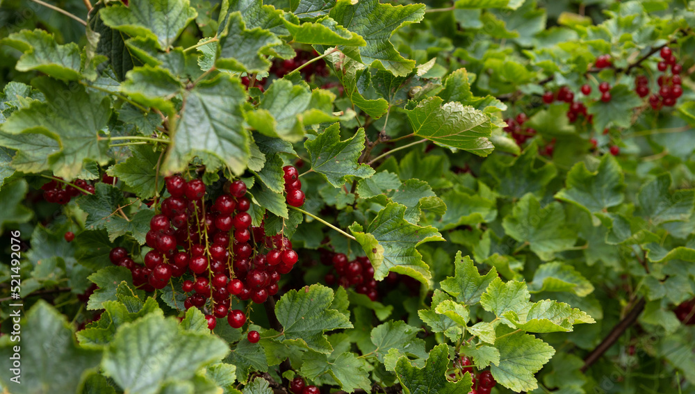 Obraz premium Closeup shot on the leaf of fresh redcurrant or red currant (Ribes rubrum)with berries hanging on a branch with blurred background, ripe berry with hight vitamain, season fruit in the garden